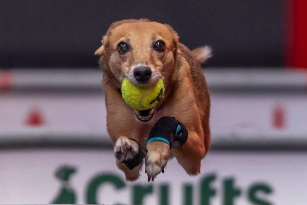 March 5, 2026, Birmingham, West Midlands, UK: Birmingham, UK. A whippet takes part in an flyball competition at the NEC Birmingham venue during the annual Crufts Dog Show. The event, which has been running since 1891, is considered to be the largest show of it s kind in the world. Birmingham UK  - ZUMAl94_ 20260305_zaf_l94_074 Copyright: xMarcinxNowakx