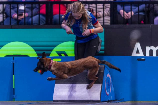 March 5, 2026, Birmingham, West Midlands, UK: Birmingham, UK. A whippet takes part in an flyball competition at the NEC Birmingham venue during the annual Crufts Dog Show. The event, which has been running since 1891, is considered to be the largest show of it s kind in the world. Birmingham UK  - ZUMAl94_ 20260305_zaf_l94_078 Copyright: xMarcinxNowakx