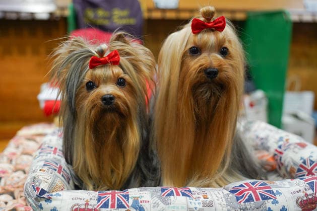March 7, 2026, Birmingham, West Midlands, UK: Birmingham, UK. Two Yorkshire terriers pose for a photograph on the third day of the Crufts at Birmingham s National Exhibition Centre. Crufts dog show is a 4-day event,held from March 5 to March 8 at Birmingham s National Exhibition Centre (NEC) Birmingham UK  - ZUMAl94_ 20260307_zaf_l94_037 Copyright: xIoannisxAlexopoulosx