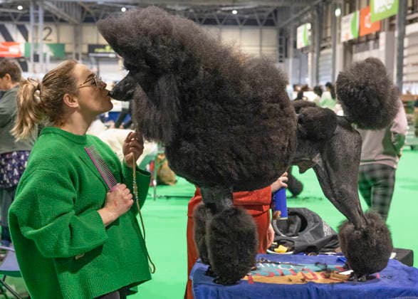 March 7, 2026, Birmingham, West Midlands, UK: Birmingham, UK. A poodle receives a kiss from his owner at the NEC Birmingham venue during the annual Crufts Dog Show. The event, which has been running since 1891, is considered to be the largest show of its kind in the world. Birmingham UK  - ZUMAl94_ 20260307_zaf_l94_049 Copyright: xMarcinxNowakx