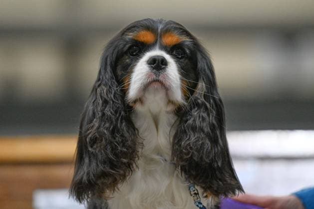 Crufts: The world s largest dog show at NEC Birmingham BIRMINGHAM, UNITED KINGDOM - MARCH 07: Competitions and events continue on the third day of the Crufts dog show at the National Exhibition Centre (NEC) in Birmingham, United Kingdom, on March 07, 2026. Organized annually by The Kennel Club, Crufts is recognized as the world s largest dog show, bringing together thousands of dogs and competitors from across the globe. Rasid Necati Aslim Anadolu Birmingham United Kingdom. Editorial use only. Please get in touch for any other usage.  Copyright: x2026xAnadoluxRasidxNecatixAslimx