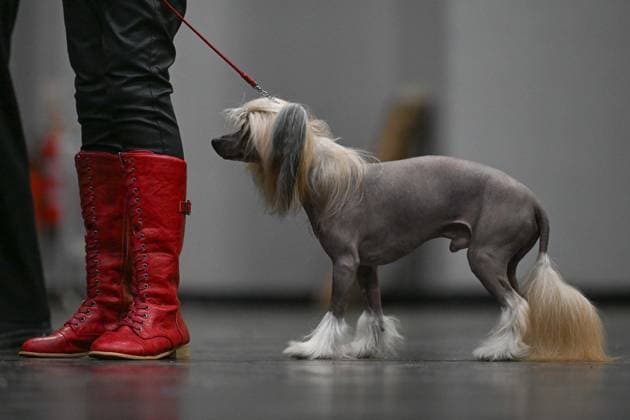 Entertainment Bilder des Tages Crufts: The world s largest dog show at NEC Birmingham BIRMINGHAM, UNITED KINGDOM - MARCH 07: Competitions and events continue on the third day of the Crufts dog show at the National Exhibition Centre (NEC) in Birmingham, United Kingdom, on March 07, 2026. Organized annually by The Kennel Club, Crufts is recognized as the world s largest dog show, bringing together thousands of dogs and competitors from across the globe. Rasid Necati Aslim Anadolu Birmingham United Kingdom. Editorial use only. Please get in touch for any other usage.  Copyright: x2026xAnadoluxRasidxNecatixAslimx