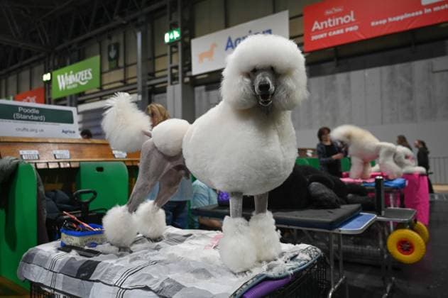Crufts: The world s largest dog show at NEC Birmingham BIRMINGHAM, UNITED KINGDOM - MARCH 07: Competitions and events continue on the third day of the Crufts dog show at the National Exhibition Centre (NEC) in Birmingham, United Kingdom, on March 07, 2026. Organized annually by The Kennel Club, Crufts is recognized as the world s largest dog show, bringing together thousands of dogs and competitors from across the globe. Rasid Necati Aslim Anadolu Birmingham United Kingdom. Editorial use only. Please get in touch for any other usage.  Copyright: x2026xAnadoluxRasidxNecatixAslimx