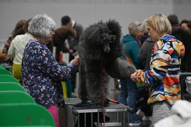 Crufts: The world s largest dog show at NEC Birmingham BIRMINGHAM, UNITED KINGDOM - MARCH 07: Competitions and events continue on the third day of the Crufts dog show at the National Exhibition Centre (NEC) in Birmingham, United Kingdom, on March 07, 2026. Organized annually by The Kennel Club, Crufts is recognized as the world s largest dog show, bringing together thousands of dogs and competitors from across the globe. Rasid Necati Aslim Anadolu Birmingham United Kingdom. Editorial use only. Please get in touch for any other usage.  Copyright: x2026xAnadoluxRasidxNecatixAslimx