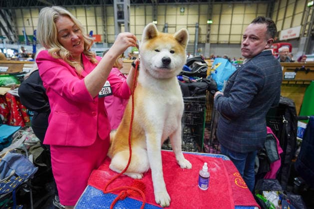 March 7, 2026, Birmingham, West Midlands, UK: Birmingham, UK. A woman grooms her Japanese Akita Inu dog at the third day of the Crufts at Birmingham s National Exhibition Centre. Crufts dog show is a 4-day event,held from March 5 to March 8 at Birmingham s National Exhibition Centre (NEC) Birmingham UK  - ZUMAl94_ 20260307_zaf_l94_077 Copyright: xIoannisxAlexopoulosx