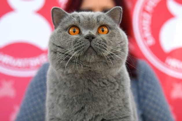 PXL_Cat show An international cat show was held, organized by the Association of Felinological Societies of Croatia in cooperation with the City of Bjelovar. About 50 top cats were presented at the exhibition, including two Supreme champions in Bjelovar, Croatia on 07. March 2026.  DamirxSpehar PIXSELL