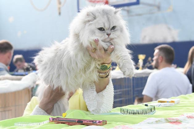 PXL_Cat show An international cat show was held, organized by the Association of Felinological Societies of Croatia in cooperation with the City of Bjelovar. About 50 top cats were presented at the exhibition, including two Supreme champions in Bjelovar, Croatia on 07. March 2026.  DamirxSpehar PIXSELL