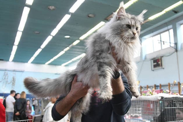 PXL_Cat show An international cat show was held, organized by the Association of Felinological Societies of Croatia in cooperation with the City of Bjelovar. About 50 top cats were presented at the exhibition, including two Supreme champions in Bjelovar, Croatia on 07. March 2026.  DamirxSpehar PIXSELL