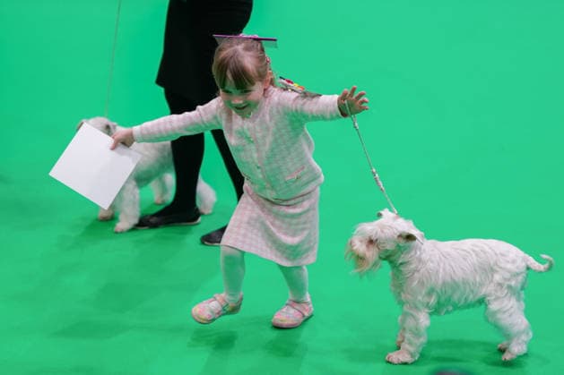 March 7, 2026, Birmingham, West Midlands, UK: Birmingham, UK. Caitlyn Mellor (4) reacts after competing with her Miniature Schnauzer, Zeeva, on day 3 of Crufts at the National Exhibition Centre in Birmingham. Caitlyn is poised to become one of Crufts youngest competitors. Crufts dog show is a 4-day event,held from March 5 to March 8 at Birmingham s National Exhibition Centre (NEC) Birmingham UK  - ZUMAl94_ 20260307_zaf_l94_160 Copyright: xIoannisxAlexopoulosx