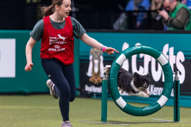 March 7, 2026, Birmingham, West Midlands, UK: Birmingham, UK. A collie jumps over an obstacle as it is led by its handler while participating in the Young Kennel Agility Dog of the Year finals at the NEC Birmingham venue during the annual Crufts Dog Show. The event, which has been running since 1891, is considered to be the largest show of its kind in the world. Birmingham UK  - ZUMAl94_ 20260307_zaf_l94_175 Copyright: xMarcinxNowakx