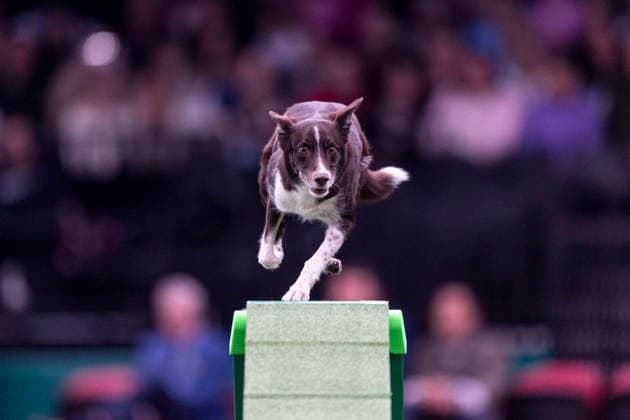 March 7, 2026, Birmingham, West Midlands, UK: Birmingham, UK. A collie runs through an obstacle during an agility competition at the NEC Birmingham venue during the annual Crufts Dog Show. The event, which has been running since 1891, is considered to be the largest show of its kind in the world. Birmingham UK  - ZUMAl94_ 20260307_zaf_l94_188 Copyright: xMarcinxNowakx
