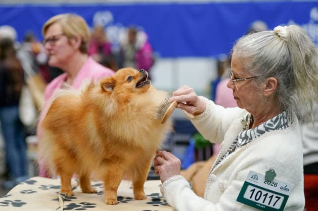 March 7, 2026, Birmingham, West Midlands, UK: Birmingham, UK. A woman grooms her German Splitz Kleinon day 3 of Crufts at Birmingham s National Exhibition Centre. Crufts dog show is a 4-day event,held from March 5 to March 8 at Birmingham s National Exhibition Centre (NEC) Birmingham UK  - ZUMAl94_ 20260307_zaf_l94_192 Copyright: xIoannisxAlexopoulosx