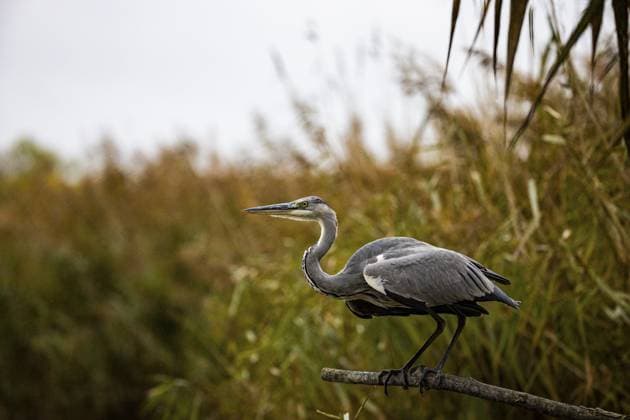 Graureiher (Ardea cinerea) Deutschland Grey heron (Ardea cinerea) Germany Copyright: imageBROKER HermannxBrehm ibxhbr16740215.jpg