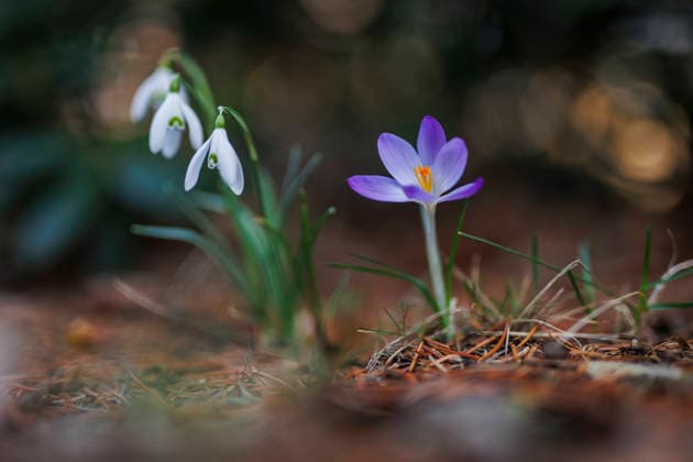 Schneegloeckchen und lila Krokus in Berlin, 09.03.2026. Berlin Deutschland *** Snowdrops and purple crocus in Berlin, 09 03 2026 Berlin Germany Copyright: xAmreixSchulzx