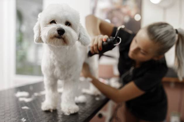 Professionelle junge blonde Kosmetikerin oder Tierkosmetikerin schneidet Hundehaare ab. Weiße reinrassige Bichon sitzt auf dem Tisch, während ihr das Fell mit einer professionellen Tierpflegemaschine abschneidet Professionist young blonde female cosmetician or pet beautician cuts of dog s hair. White purebred bichon sitting on the table while she s fur is cutting of with professional pet grooming machine Copyright: imageBROKER mathexcsaba ibxiqx16204452.jpg ,model released, Symbolfoto ,property released