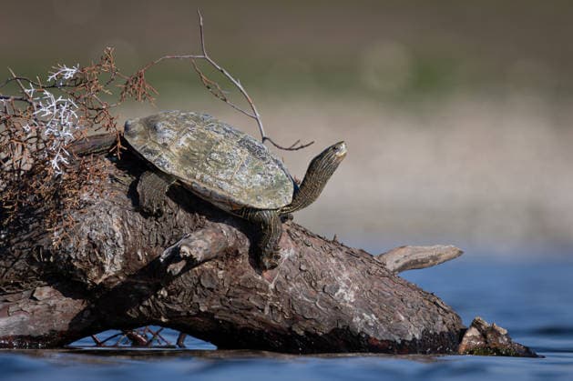 March 9, 2026, Diyarbakir, Diyarbakir, Turkey: Caspian turtle (Mauremys caspica) rests on a tree branch in Kabakli Pond in Diyarbakir, southeastern Turkey. Freshwater turtles are often seen basking on branches and rocks in wetlands to regulate their body temperature. Diyarbakir Turkey  - ZUMAe142 20260309_zip_e142_004 Copyright: xDoganxEvsanx