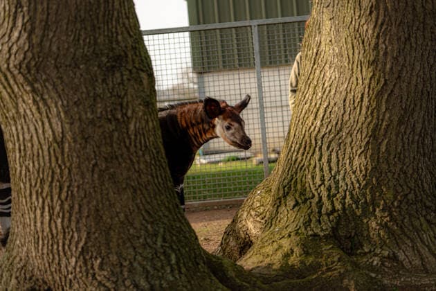 Rare baby okapi born at British zoo hailed as major boost for endangered species Story from Jam Press (Baby Okapi Boost) Pictured: Neo. Rare baby okapi born at British zoo hailed as major boost for endangered species A rare baby okapi is being hailed as a major boost for the endangered species after being born at a British zoo. The adorable calf, named Neo, has now made his first public appearance. He was born to mum Ruby in December but has only just ventured out into his new enclosure. Often known as the forest giraffe , okapis are mammals native to the Democratic Republic of Congo. They are famous for their striking striped legs, which resemble those of a zebra. The animals can grow to almost five feet tall at the shoulder and h  Copyright: xJamxPress YorkshirexWildlifexPark