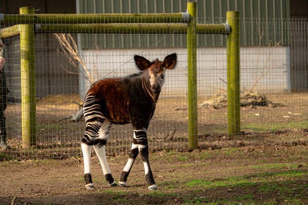 Rare baby okapi born at British zoo hailed as major boost for endangered species Story from Jam Press (Baby Okapi Boost) Pictured: Neo. Rare baby okapi born at British zoo hailed as major boost for endangered species A rare baby okapi is being hailed as a major boost for the endangered species after being born at a British zoo. The adorable calf, named Neo, has now made his first public appearance. He was born to mum Ruby in December but has only just ventured out into his new enclosure. Often known as the forest giraffe , okapis are mammals native to the Democratic Republic of Congo. They are famous for their striking striped legs, which resemble those of a zebra. The animals can grow to almost five feet tall at the shoulder and h  Copyright: xJamxPress YorkshirexWildlifexPark