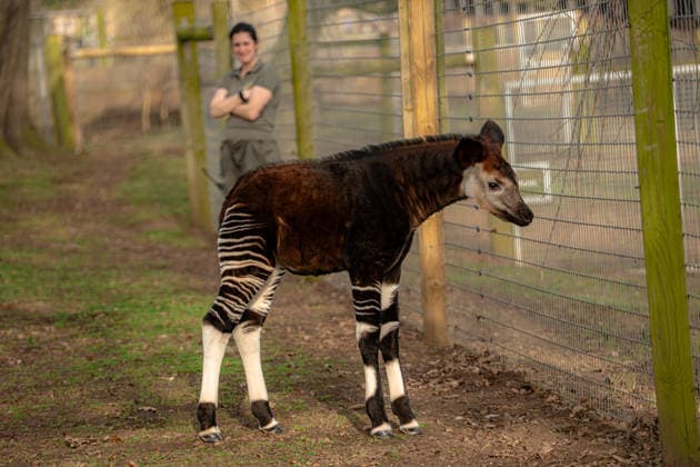 Rare baby okapi born at British zoo hailed as major boost for endangered species Story from Jam Press (Baby Okapi Boost) Pictured: Neo. Rare baby okapi born at British zoo hailed as major boost for endangered species A rare baby okapi is being hailed as a major boost for the endangered species after being born at a British zoo. The adorable calf, named Neo, has now made his first public appearance. He was born to mum Ruby in December but has only just ventured out into his new enclosure. Often known as the forest giraffe , okapis are mammals native to the Democratic Republic of Congo. They are famous for their striking striped legs, which resemble those of a zebra. The animals can grow to almost five feet tall at the shoulder and h  Copyright: xJamxPress YorkshirexWildlifexPark