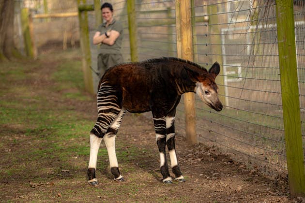 Rare baby okapi born at British zoo hailed as major boost for endangered species Story from Jam Press (Baby Okapi Boost) Pictured: Neo. Rare baby okapi born at British zoo hailed as major boost for endangered species A rare baby okapi is being hailed as a major boost for the endangered species after being born at a British zoo. The adorable calf, named Neo, has now made his first public appearance. He was born to mum Ruby in December but has only just ventured out into his new enclosure. Often known as the forest giraffe , okapis are mammals native to the Democratic Republic of Congo. They are famous for their striking striped legs, which resemble those of a zebra. The animals can grow to almost five feet tall at the shoulder and h  Copyright: xJamxPress YorkshirexWildlifexPark