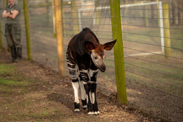 Rare baby okapi born at British zoo hailed as major boost for endangered species Story from Jam Press (Baby Okapi Boost) Pictured: Neo. Rare baby okapi born at British zoo hailed as major boost for endangered species A rare baby okapi is being hailed as a major boost for the endangered species after being born at a British zoo. The adorable calf, named Neo, has now made his first public appearance. He was born to mum Ruby in December but has only just ventured out into his new enclosure. Often known as the forest giraffe , okapis are mammals native to the Democratic Republic of Congo. They are famous for their striking striped legs, which resemble those of a zebra. The animals can grow to almost five feet tall at the shoulder and h  Copyright: xJamxPress YorkshirexWildlifexPark