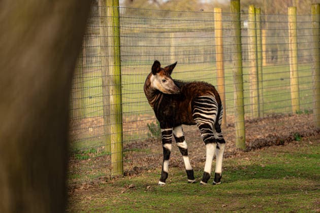 Rare baby okapi born at British zoo hailed as major boost for endangered species Story from Jam Press (Baby Okapi Boost) Pictured: Neo. Rare baby okapi born at British zoo hailed as major boost for endangered species A rare baby okapi is being hailed as a major boost for the endangered species after being born at a British zoo. The adorable calf, named Neo, has now made his first public appearance. He was born to mum Ruby in December but has only just ventured out into his new enclosure. Often known as the forest giraffe , okapis are mammals native to the Democratic Republic of Congo. They are famous for their striking striped legs, which resemble those of a zebra. The animals can grow to almost five feet tall at the shoulder and h  Copyright: xJamxPress YorkshirexWildlifexPark