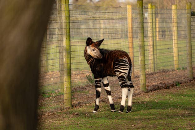 Rare baby okapi born at British zoo hailed as major boost for endangered species Story from Jam Press (Baby Okapi Boost) Pictured: Neo. Rare baby okapi born at British zoo hailed as major boost for endangered species A rare baby okapi is being hailed as a major boost for the endangered species after being born at a British zoo. The adorable calf, named Neo, has now made his first public appearance. He was born to mum Ruby in December but has only just ventured out into his new enclosure. Often known as the forest giraffe , okapis are mammals native to the Democratic Republic of Congo. They are famous for their striking striped legs, which resemble those of a zebra. The animals can grow to almost five feet tall at the shoulder and h  Copyright: xJamxPress YorkshirexWildlifexPark