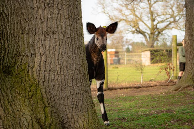 Rare baby okapi born at British zoo hailed as major boost for endangered species Story from Jam Press (Baby Okapi Boost) Pictured: Neo. Rare baby okapi born at British zoo hailed as major boost for endangered species A rare baby okapi is being hailed as a major boost for the endangered species after being born at a British zoo. The adorable calf, named Neo, has now made his first public appearance. He was born to mum Ruby in December but has only just ventured out into his new enclosure. Often known as the forest giraffe , okapis are mammals native to the Democratic Republic of Congo. They are famous for their striking striped legs, which resemble those of a zebra. The animals can grow to almost five feet tall at the shoulder and h  Copyright: xJamxPress YorkshirexWildlifexPark
