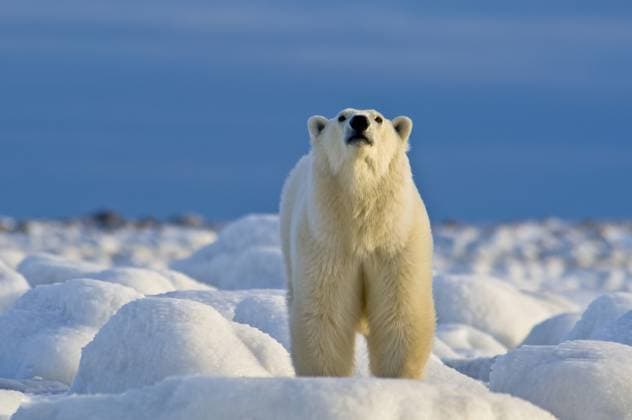 Polar Bear (Ursa maritimus) on sea ice off the sub-arctic coast of Hudson Bay, Churchill, Manitoba, Canada. Bears come to the coast of Hudson Bay in Fall waiting for the ice to freeze, and looking for a careless seal or dead whale to wash up. Global warming has shortened their winter so they are increasingly anxious as they wait for winter. While they wait, they engage in frequent wrestling matches to determine a mating hierarchy for the breeding season in March and April, and regularly check on the ice to see if it will carry them out to sea Polar Bear (Ursa maritimus) on sea ice off the sub-arctic coast of Hudson Bay, Churchill, Manitoba, Canada. Bears come to the coast of Hudson Bay in Fall waiting for the ice to freeze, and looking Copyright: imageBROKER DennisxFast ibleca13442122.jpg