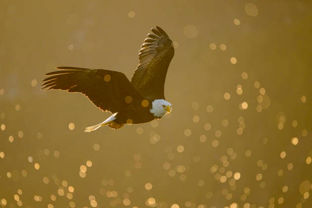 Bald Eagle Flying Through Coastal Wave Spray Kachemak, Alaska, United States CR_ATPL260304-1977019-01