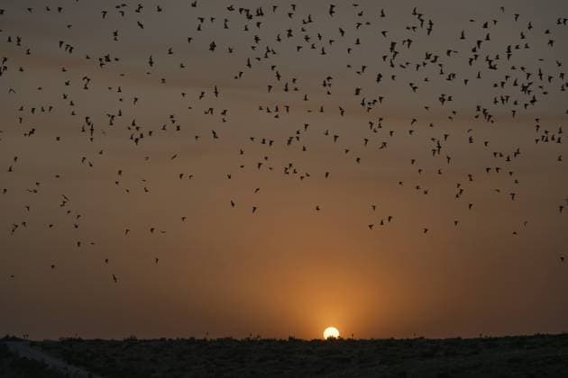 Fledermäuse, die bei Sonnenuntergang aus der Höhle fliegen, um nachts nach Insekten zu suchen. Carlsbad Caverns National Park, New Mexico Bats flying out of the cave at sunset to forage for insects at night. Carlsbad Caverns National Park, New Mexico Copyright: imageBROKER JonxG.xFullerx xVWPi ibleca14905706.jpg
