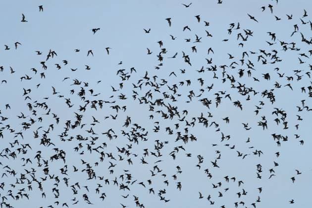 Tausende von Fledermäusen fliegen in der Abenddämmerung aus der Höhle, um Insekten zu jagen, im Carlsbad Caverns National Park, New Mexico Thousands bats of fly out of the cave at dusk to hunt insects at Carlsbad Caverns National Park, New Mexico Copyright: imageBROKER JonxG.xFullerx xVWPi ibleca14905711.jpg