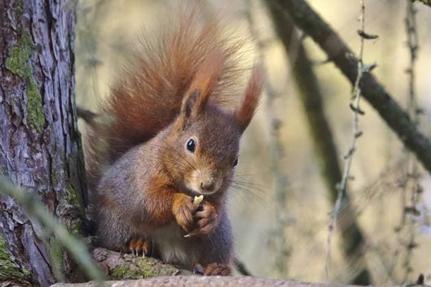 Eichhörnchen, Winter, Deutschland Squirrel, winter, Germany Copyright: imageBROKER AnettexJäger ibxaja16984369.jpg