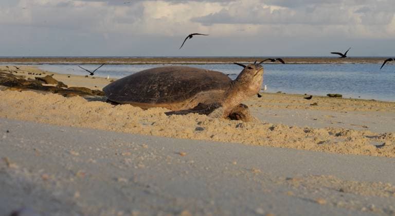 Killer rodents that FEAST on birds and turtles wiped out from paradise island Story from Jam Press (Killer Rats Eradicated) Pictured: A video grab showing turtles nesting on North West Island. Killer rodents that FEAST on birds and turtles wiped out from paradise island Killer rodents that feast on vulnerable birds and turtles have been wiped out from a paradise island. The black rats which eat eggs and chicks were first discovered there just four years ago. But their prodigious reproductive rates meant precious wildlife could soon be wiped out. North West Island is off Gladstone, Queensland, Australia. It has 70 per cent of Australia s east coast wedge-tailed shearwater breeding population. An estimated 100,000 of them live there.  Copyright: xJamxPress QueenslandxGovernment