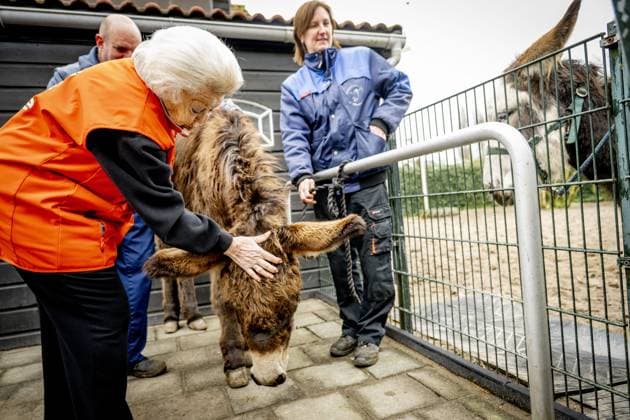 AMSTERDAM - Princess Beatrix at a petting zoo. The princess got to work here as part of the annual volunteer campaign NLdoet of the Orange Fund. ROBIN UTRECHT ANP netherlands out - belgium out  Copyright: xx x553225427x originalFilename: 553225427.jpg