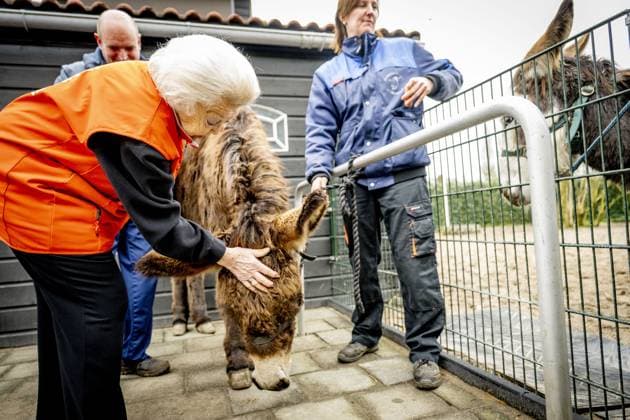 AMSTERDAM - Princess Beatrix at a petting zoo. The princess got to work here as part of the annual volunteer campaign NLdoet of the Orange Fund. ROBIN UTRECHT ANP netherlands out - belgium out  Copyright: xx x553225450x originalFilename: 553225450.jpg