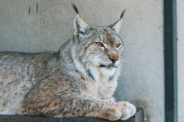 RUSSIA, KALININGRAD - MARCH 13, 2026: An East Siberian lynx is seen in the Kaliningrad Zoo Kaliningrad Russia  - ZUMAt113 20260313_zaa_t113_422 Copyright: xAlexanderxMelekhovx