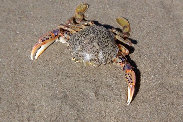 Krabbenweibchen (Ovalipes ocellatus) am Strand Lady Crab (Ovalipes ocellatus) on the beach (License=RF) Copyright: xZoonar.com OlgaxPopovax 24768864