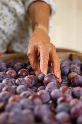 IMAGO Creative, Jahreszeit Sommer, Food, Pflaume The hand of a woman on a plum harvest in the kitchen during the summer Bourges, Centre-Val de Loire, France CR_WCUQ260313-1982153-01