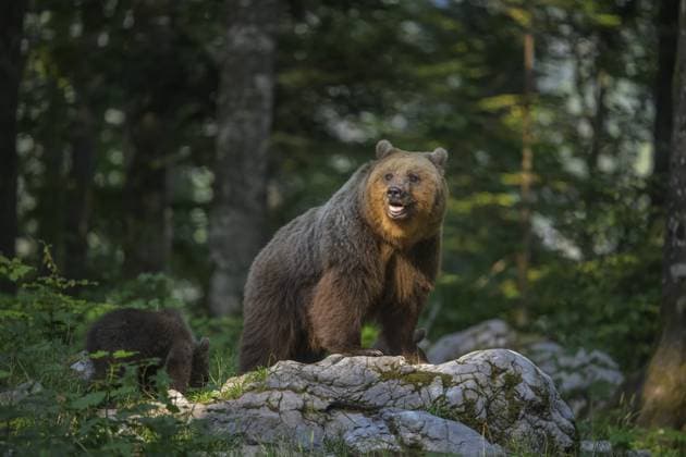 Ein Bär steht auf Felsen in einem sonnenbeschienenen Wald mit einem Jungen in der Nähe, Ursus arctos, Slowenien A bear standing on rocks in a sunlit forest with a cub nearby, Ursus arctos, Slovenia Copyright: imageBROKER xLoredanaxDexSole ibxlld16652568.jpg