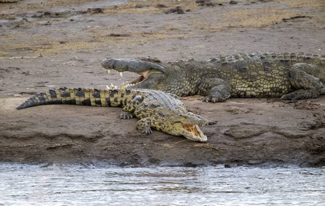 Nilkrokodile (Crocodylus niloticus) am Ufer des Mara Flusses, mit geöffnetem Maul, Serengeti Nationalpark, Tansania Nile crocodiles (Crocodylus niloticus) on the banks of the Mara River, with open mouth, Serengeti National Park, Tanzania Copyright: imageBROKER MaraxBrandl ibxmab16773115.jpg