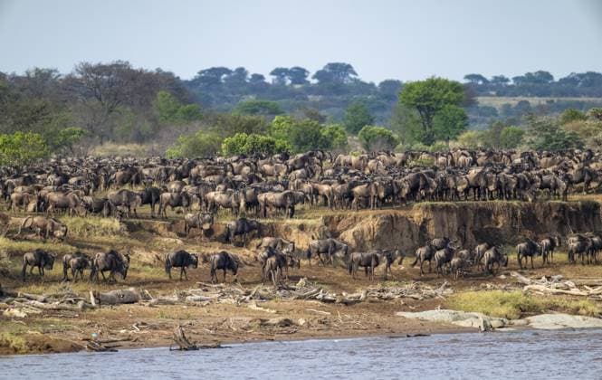 Creative Highlights World Gnus (Connochaetes taurinus), wandernde Gnuherde, Great Migration am Mara Fluss, Serengeti Nationalpark, Tansania Wildebeest (Connochaetes taurinus), migrating herd of wildebeest, Great Migration at the Mara River, Serengeti National Park, Tanzania Copyright: imageBROKER MaraxBrandl ibxmab16773159.jpg