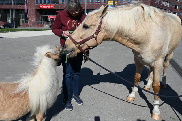 Horse Arno and Camillo, l r, at the press conference for the horse show CAVALLUNA Tor zur Anderswelt, which is coming to Cologne in May