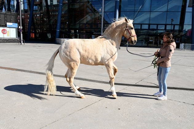 Horse trainer and rider Kenzie Dysli with her horse Camillo at the press conference for the horse show CAVALLUNA Tor zur Anderswelt, which is coming to Cologne in May