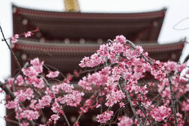 Tokyo Daily Life And Economy Cherry blossom is seen on a tree at Senso-Ji temple in Tokyo, Japan on March 19, 2026. Tokyo Japan  Copyright: xJakubxPorzyckix originalFilename: porzycki-tokyodai260319_np41Y.jpg