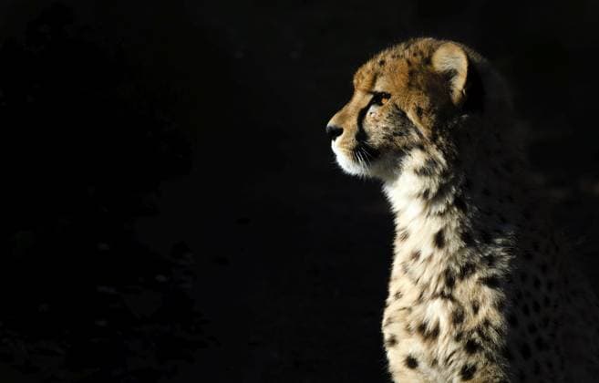 Gepard (Acinonyx jubatus) captive, Tierportrait, Abendlicht, Baden-Württemberg, Deutschland Cheetah (Acinonyx jubatus) captive, animal portrait, evening light, Baden-Württemberg, Germany Copyright: imageBROKER MichaelxWeber iblimw17113729.jpg