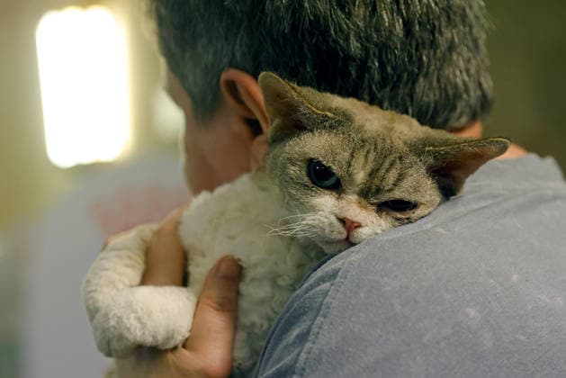 (260322) -- BUCHAREST, March 22, 2026 -- A Devon Rex cat is seen during Sofisticat Spring International Catshow at Palace Hall in Bucharest, Romania, March 21, 2026. More than 200 cats of around 30 breeds participated in the two-day feline beauty contest. (Photo by Xinhua) ROMANIA-BUCHAREST-FELINE BEAUTY CONTEST CristianxCristel 