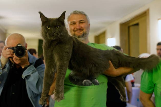 (260322) -- BUCHAREST, March 22, 2026 -- A Maine Coon cat is judged during Sofisticat Spring International Catshow at Palace Hall in Bucharest, Romania, March 21, 2026. More than 200 cats of around 30 breeds participated in the two-day feline beauty contest. (Photo by Xinhua) ROMANIA-BUCHAREST-FELINE BEAUTY CONTEST CristianxCristel 