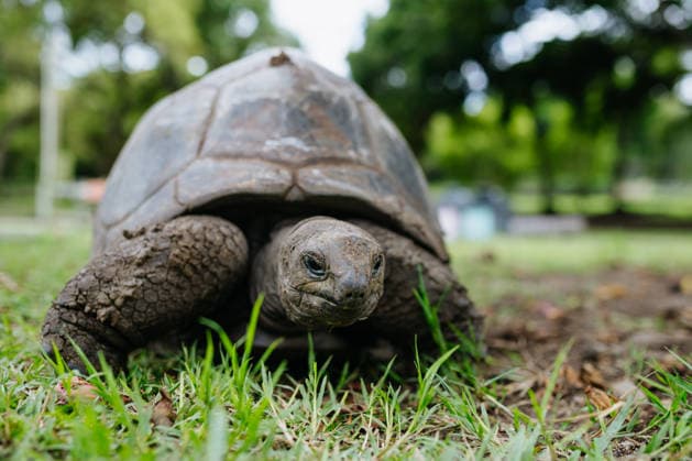 Giant tortoise walking on grass in Mauritius tropical nature. Giant tortoise walking on grass in Mauritius tropical nature close up. model released