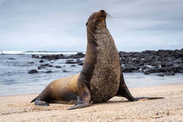 Creative Highlights World Ein Seelöwe genießt die friedliche Umgebung des Strandes Playa Loberia auf der Insel San Cristobal, Galapagos, Ecuador A sea lion enjoys the peaceful surroundings of Playa Loberia beach on San Cristobal Island, Galapagos, Ecuador (License=RF) Copyright: xZoonar.com LaurentxDavoustx 24799326